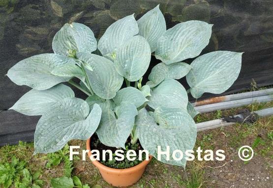 Hosta Blue Hawaii